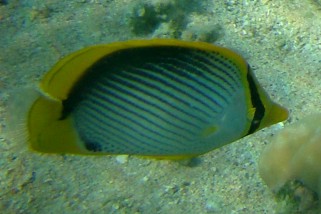Chaetodon melannotus - Schwarzrücken-Falterfisch (Streifen-Falterfisch)
